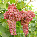 fresh grape fruit red grape table grape  for sale